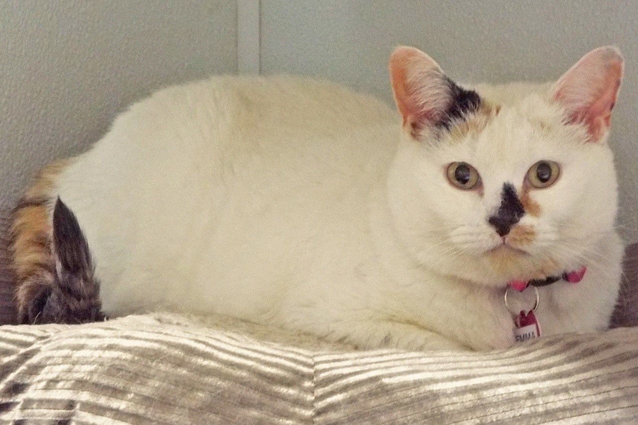 Adopt a friend: Emma